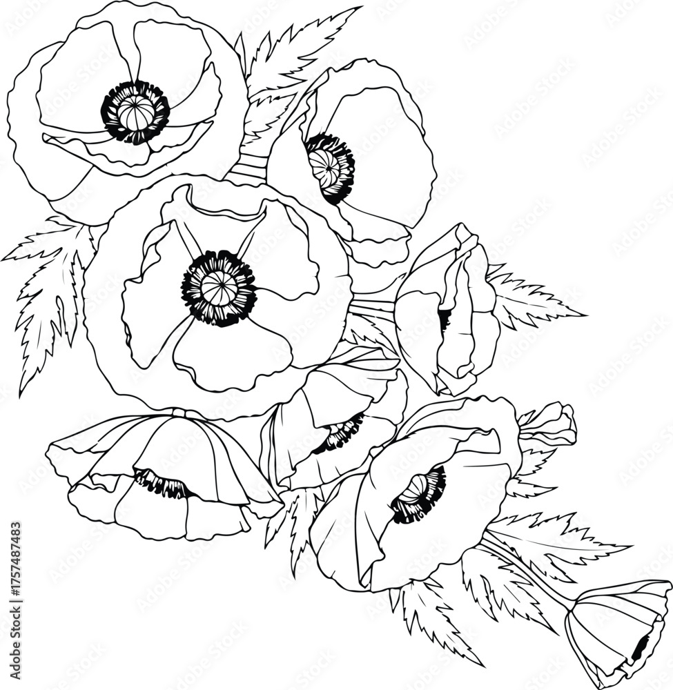 Fototapeta premium A delicate line drawing of a bouquet of poppies