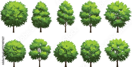 Green deciduous tree illustration set, botanical vector design, nature foliage collection for landscape, forest, garden, environment, seasonal decor, education, animation