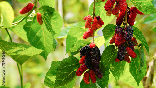 The ripe mulberry is on the fruit tree