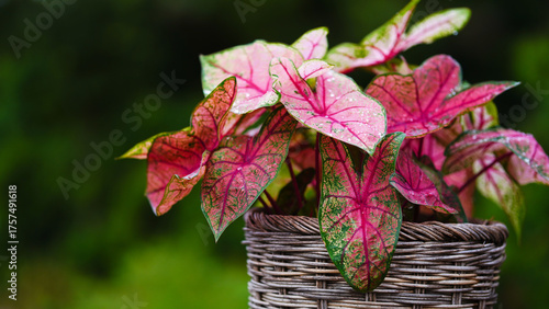 Canvastavla Fresh pink red leaf with green edge or caladium bicolor (araceae)  in  heart sha