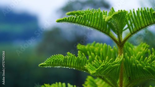 The Norfolk Island pine is also known for its distinctive pyramid shape, with branches extending horizontally and forming regular tiers.