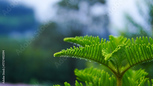 The Norfolk Island pine is also known for its distinctive pyramid shape, with branches extending horizontally and forming regular tiers.