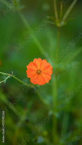 Closeup, Two yellow mexican aster flower ( cosmos.) blooming isolated on green background for stock photo. houseplant, spring floral