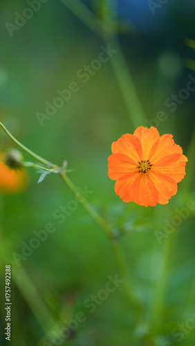 Closeup, Two yellow mexican aster flower ( cosmos.) blooming isolated on green background for stock photo. houseplant, spring floral
