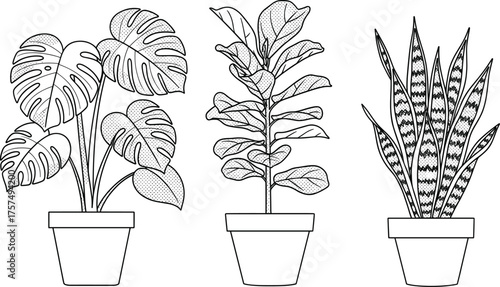 Indoor houseplants illustration, Monstera deliciosa artwork, fiddle leaf fig plant, snake plant design, decorative potted greenery, modern botanical home decor vector