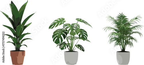 Indoor houseplants illustration, Monstera plant artwork, tropical palm fronds, decorative potted plants, modern home decor design, botanical greenery vector