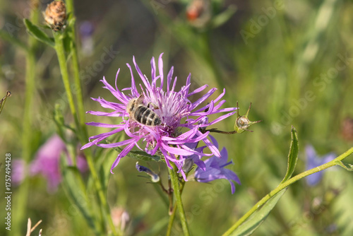 Bee on knapweed