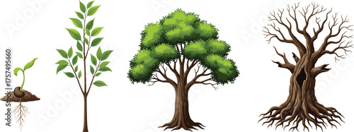 Tree life cycle illustration, seedling to mature tree, plant growth stages artwork, botanical biology design, educational nature concept, environmental science vector