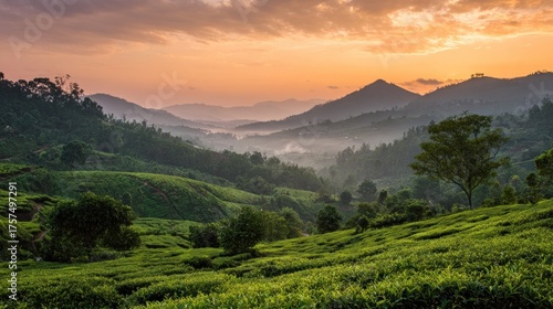 Majestic Sunrise Bathes Misty Tea Plantations and Layered Mountains in Golden Light