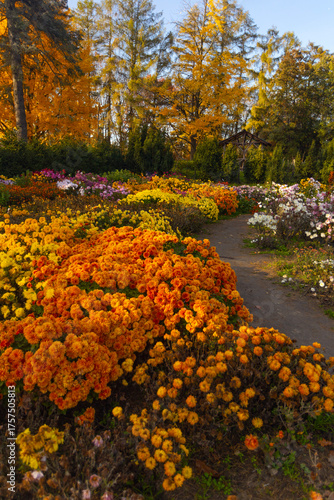 Beautiful chrysanthemums flowers in autumn botanical garden in Kyiv, Ukraine