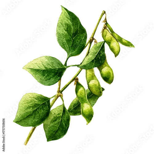 Set Of Soybeans On Stem Very Natural, watercolor vector, isolated on a white background.