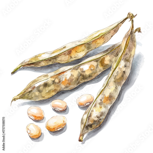 White Bean Pod Set, watercolor clipart vector, isolated on a white background.