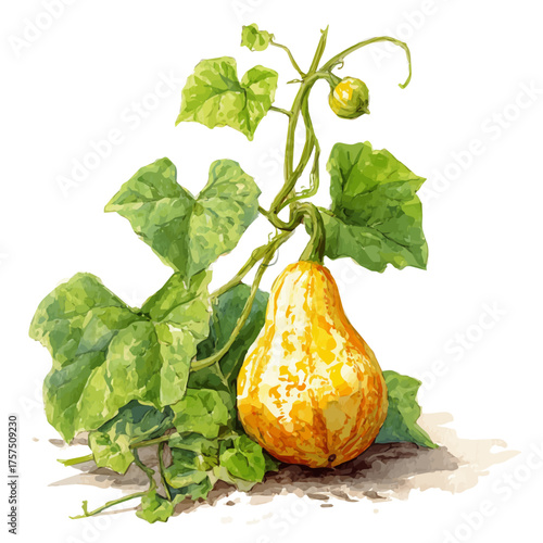 Gourd On Vine Set, watercolor drawing vector, isolated on a white background.