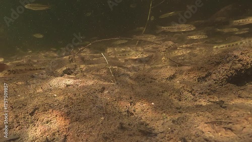 Several gudgeons lie still on a rocky riverbed. These small benthic fish are known as bioindicators of freshwater health. Gobio gobio. Check my portfolio for more gudgeon footage.
