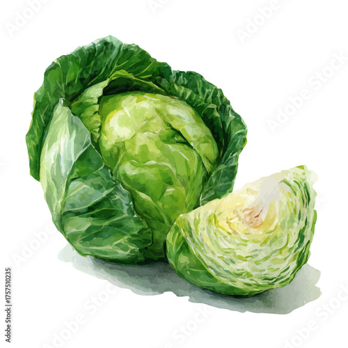 Cabbage, watercolor vector, isolated on a white background.