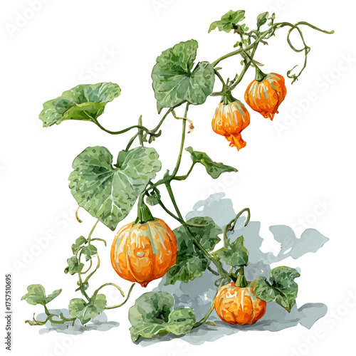watercolor of Gourd On Vine Set, vector, isolated on a white background.