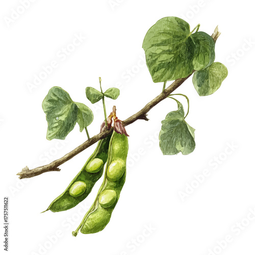 Lima Bean Pod Set On Branch, watercolor clipart vector, isolated on a white background.