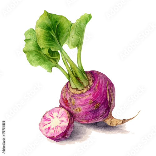 watercolor of Taro Root, vector, isolated on a white background.