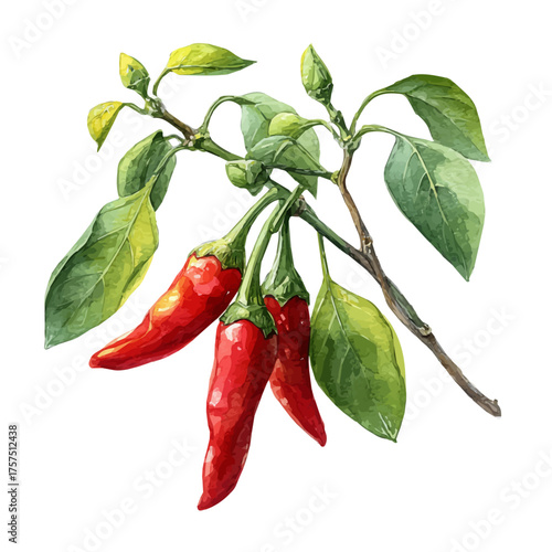 Chili Pepper On Branch Set, watercolor illustration vector, isolated on a white background.