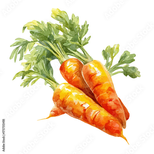 watercolor vector of Carrot, isolated on a white background.