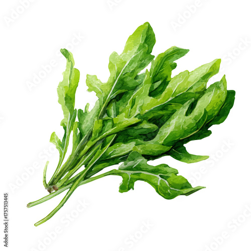 watercolor vector of Arugula, isolated on a white background.