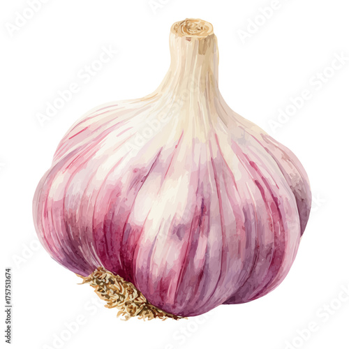 Garlic Bulb, watercolor vector, isolated on a white background.