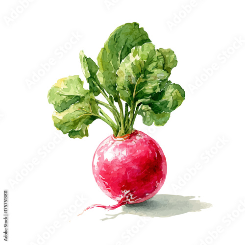 Radish, watercolor vector, isolated on a white background.