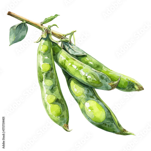 watercolor of Set Of Fava Beans On Stem Very Natural, vector, isolated on a white background.