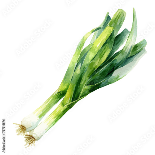 Leek, watercolor clipart vector, isolated on a white background.