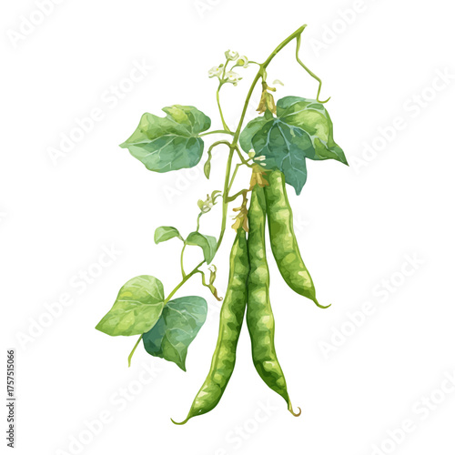 Green Bean On Vine Set, watercolor clipart vector, isolated on a white background.