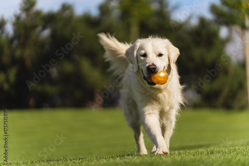 Fotografía Energetic white Golden Retriever dog running directly towards the camera, proudl