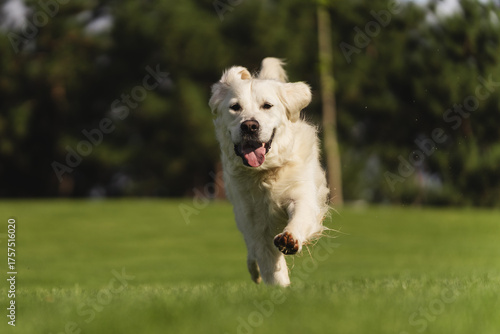 Joyful Golden Retriever puppy with floppy ears and tongue out runs towards the camera in a park