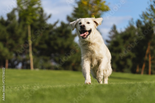 Joyful Golden Retriever puppy with floppy ears and tongue out runs towards the camera in a park