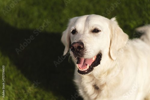 Close-up portrait of a friendly white Golden Retriever dog smiling happily outdoors