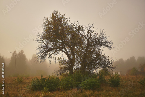 Wallpaper Mural drzewo,łąka,mgła  Torontodigital.ca