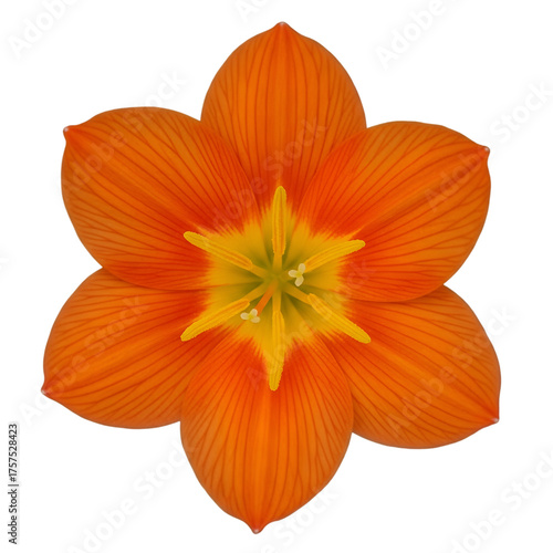 Wallpaper Mural Vibrant Orange Lily Flower with Yellow Center Torontodigital.ca