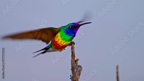Vibrant hummingbird in flight, perched on a branch against a soft, light-gray background