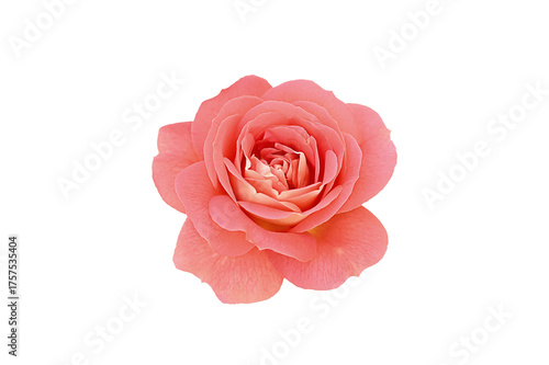 Single rose flower in pastel pink, isolated, png format.