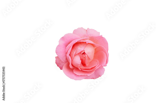 Single rose flower in pastel pink, isolated, png format