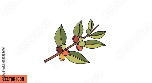 Vector Illustration of Coffee Plant Branch with Berries.