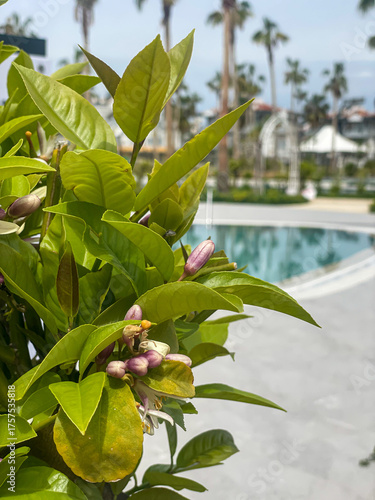 Fototapeta Lemon Tree With Buds And Green Leaves Near Pool Outdoors At Daytime, Concept Of