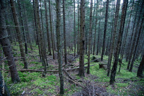 birch forest in the spring