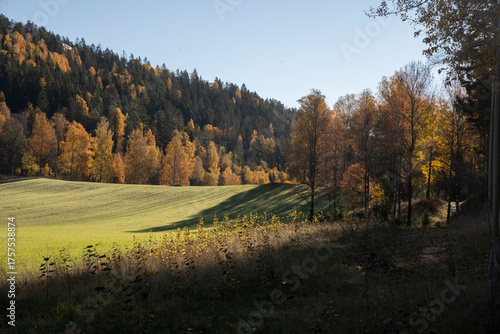 autumn forest in the morning
