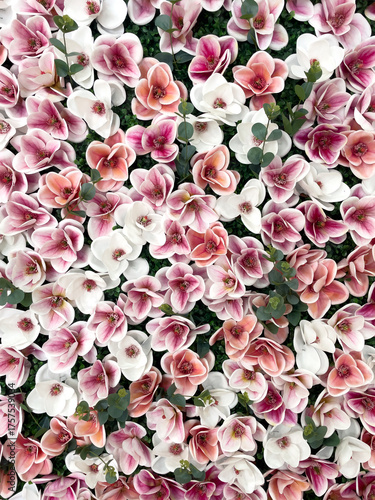 Fotografie Pink And White Flowers In Bloom Closeup Outdoors At Daytime, Concept Of Natural