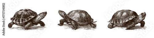 Intricate vector illustration showcasing three turtles in motion. Each turtle displays detailed textures and patterns, emphasizing their unique shell designs and characteristic postures.