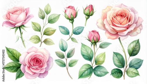 Watercolor Collection of Delicate Pink Roses with Green Leaves and Buds