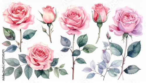 Beautiful Collection of Pink Watercolor Roses with Green Leaves and Blue Tints, Perfect for Floral Art and Design Elements