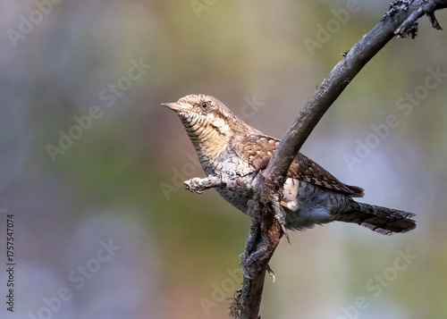Eurasian wryneck