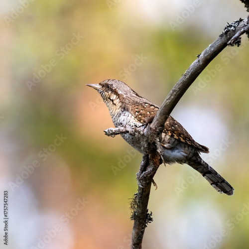 Eurasian wryneck