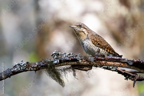 Eurasian wryneck